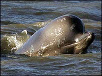 whale stuck