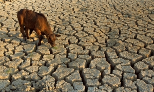 drought-10
